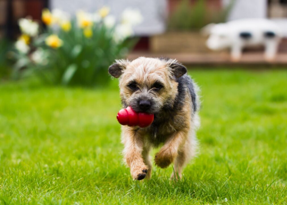 #97. Border Terrier